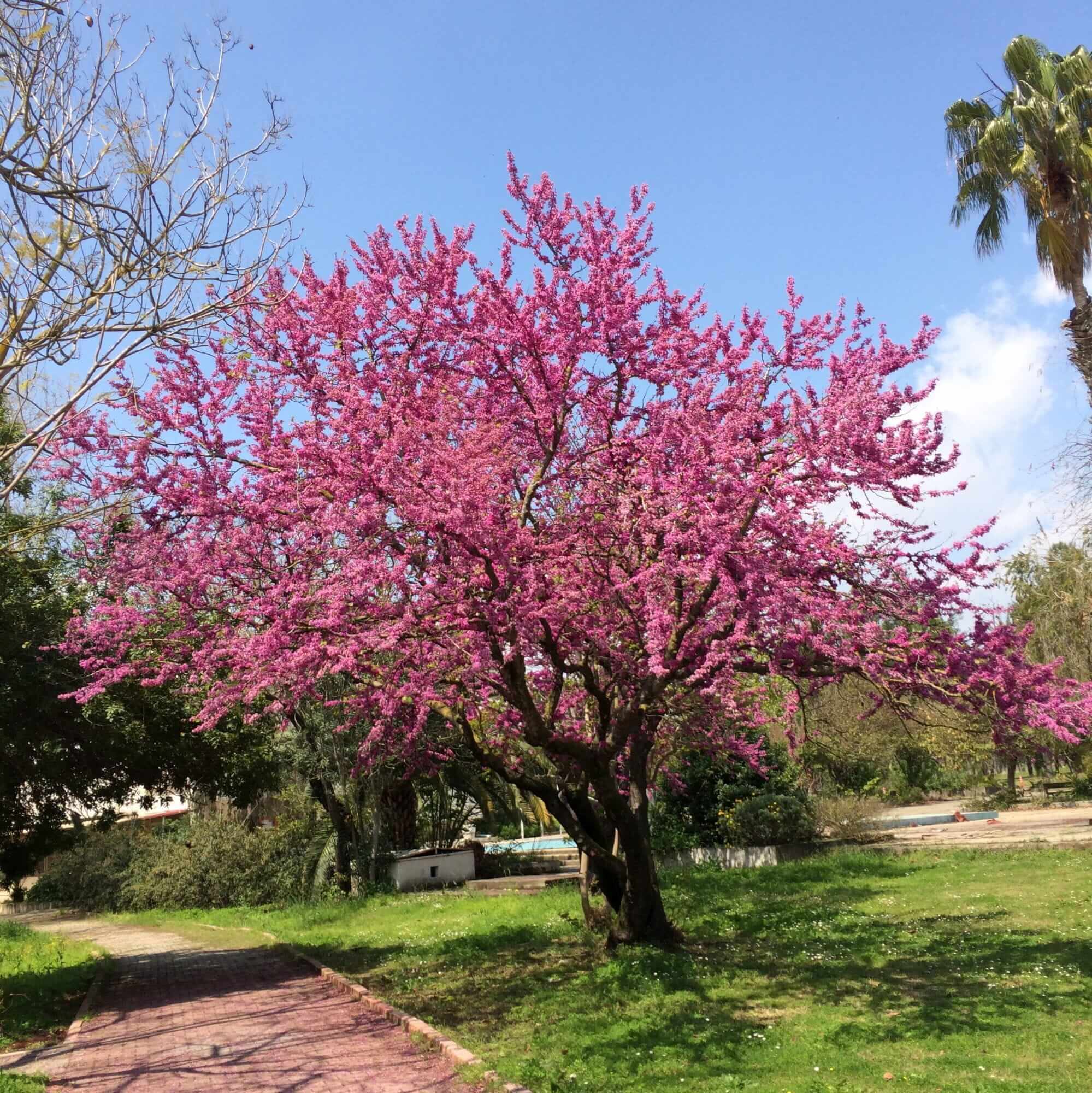 Erguvan – Cercis Siliquastrum