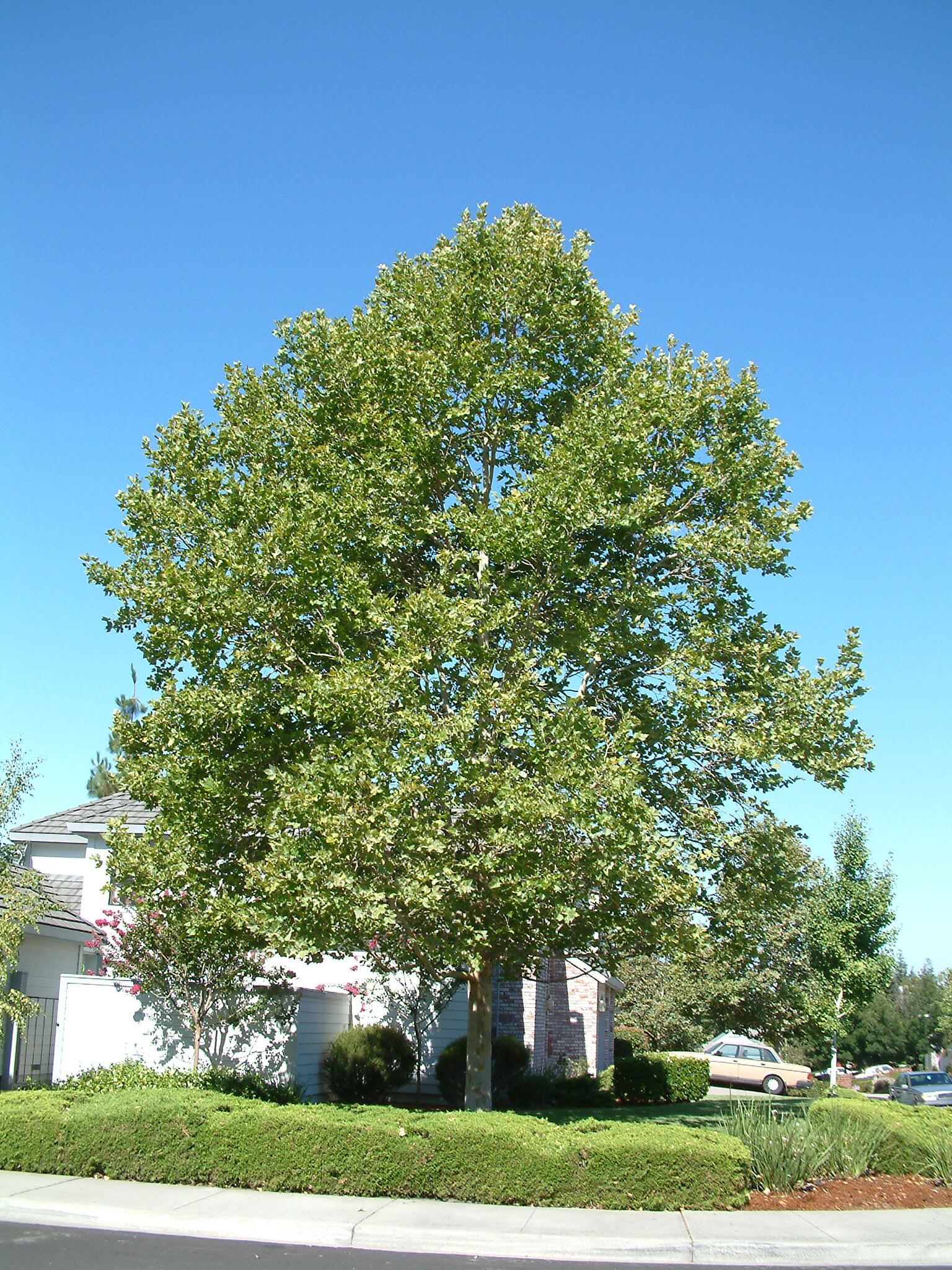 Londra Batı Çınarı – Platanus Hispanica Acerifolia