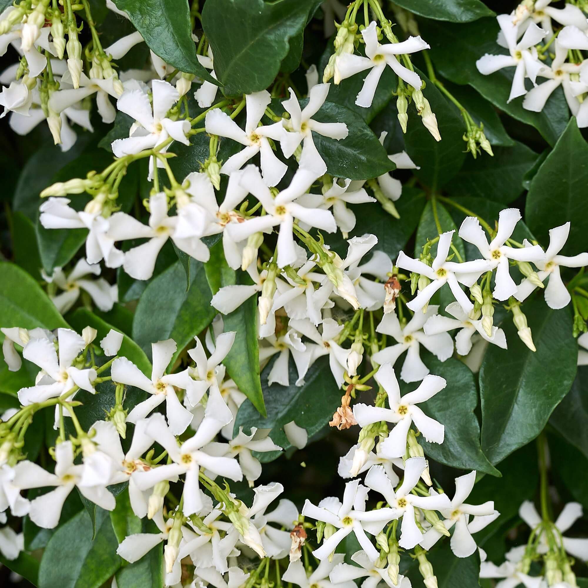 Arap Yasemini – (RHYNCOSPERMUM JASMINOIDES)