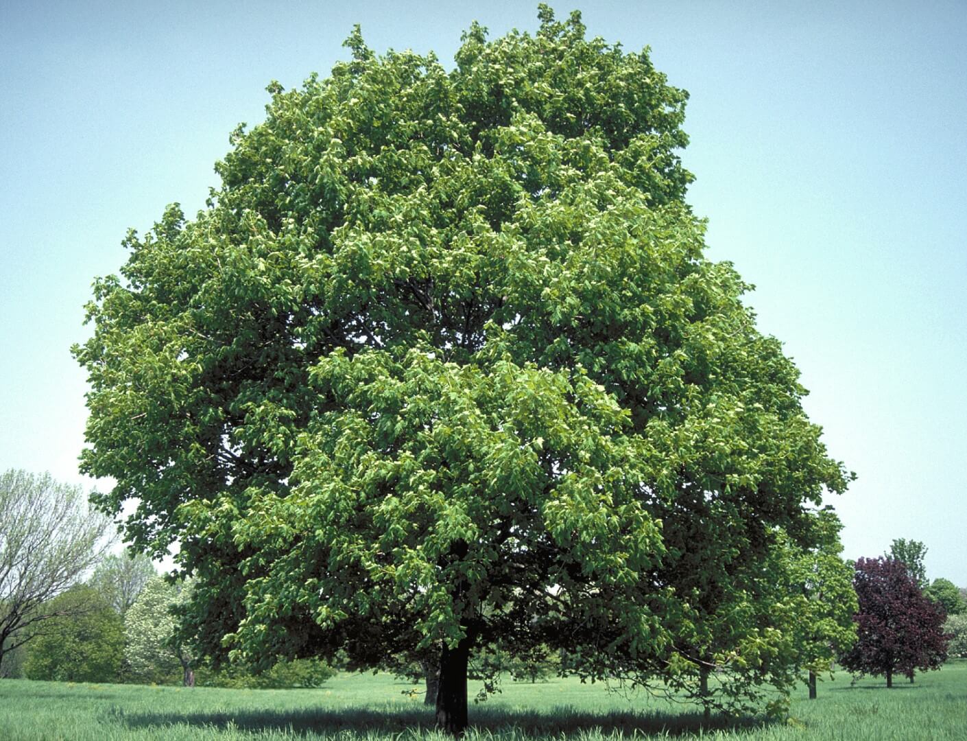 Çınar Yapraklı Akçaağaç – Acer Platanoides